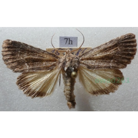 Thalpophila matura (Hufnagel, 1766) Ponurzyca źralica Czech7h